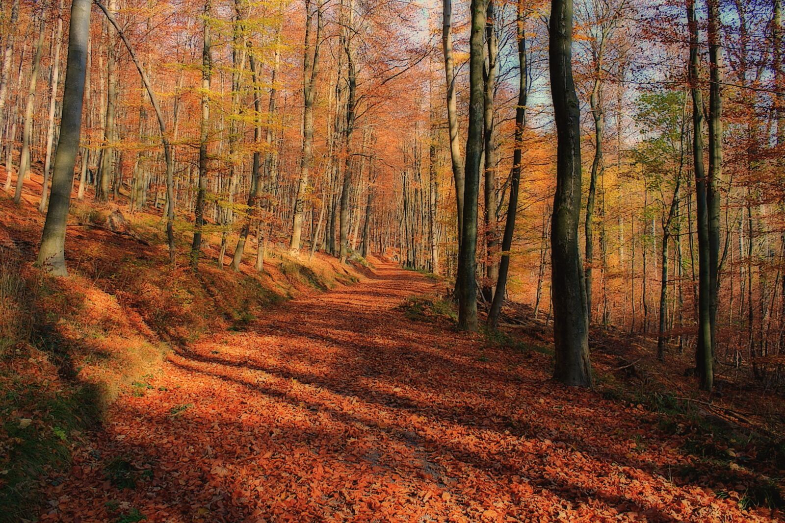 Canon EOS 1000D (EOS Digital Rebel XS / EOS Kiss F) sample photo. Autumn, forest, trees photography