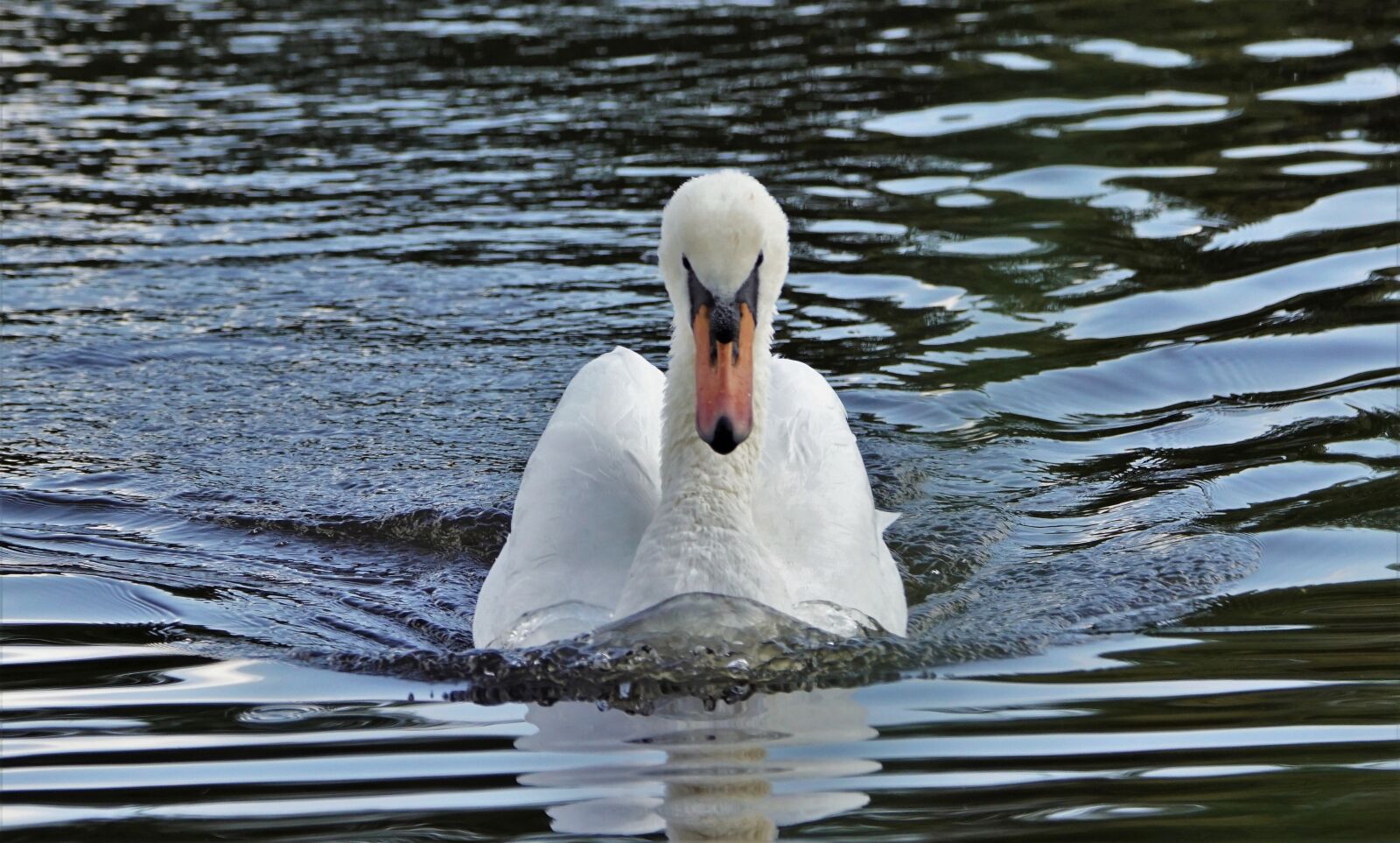 Sony SLT-A68 + Tamron SP 150-600mm F5-6.3 Di VC USD sample photo. Mute swan, nature, waterfowl photography
