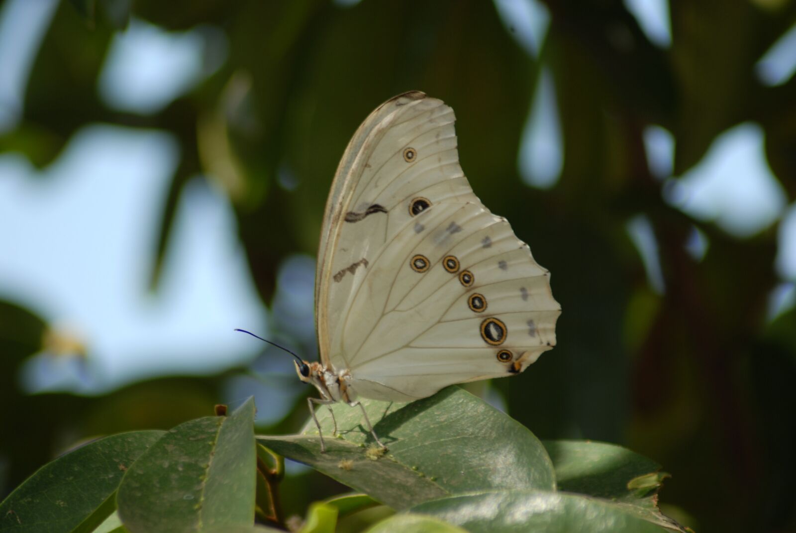 Nikon D200 sample photo. Butterfly, insect, garden photography