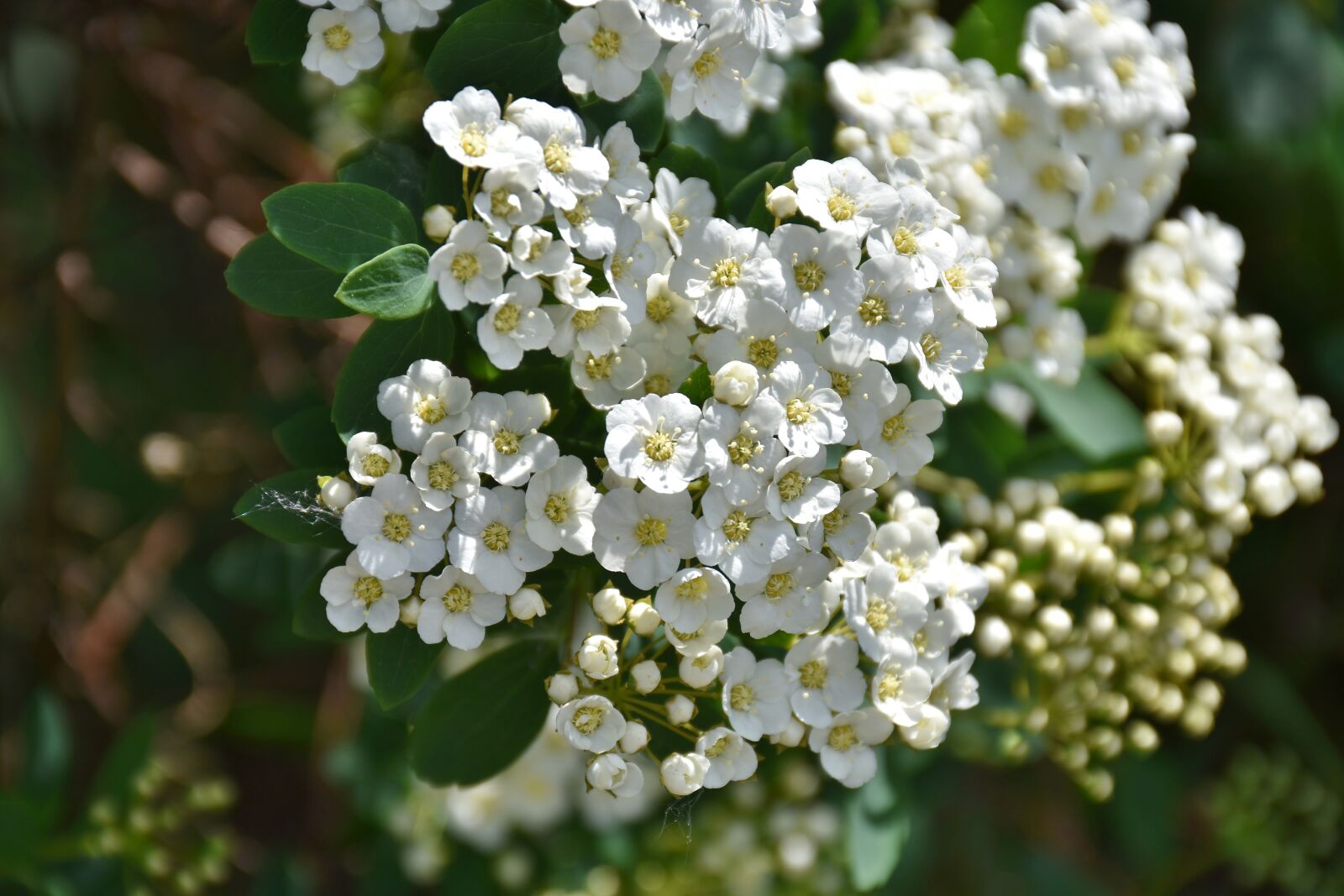 Nikon D7200 sample photo. Flower, nature, plant photography