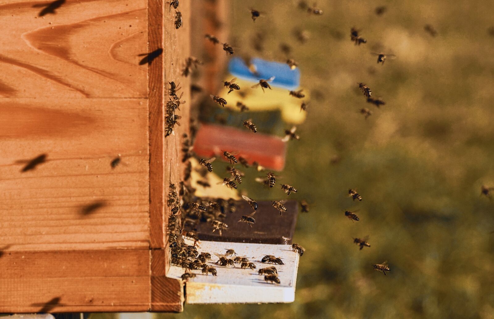 Sony DT 55-300mm F4.5-5.6 SAM sample photo. Bee colonies, bees, beehive photography