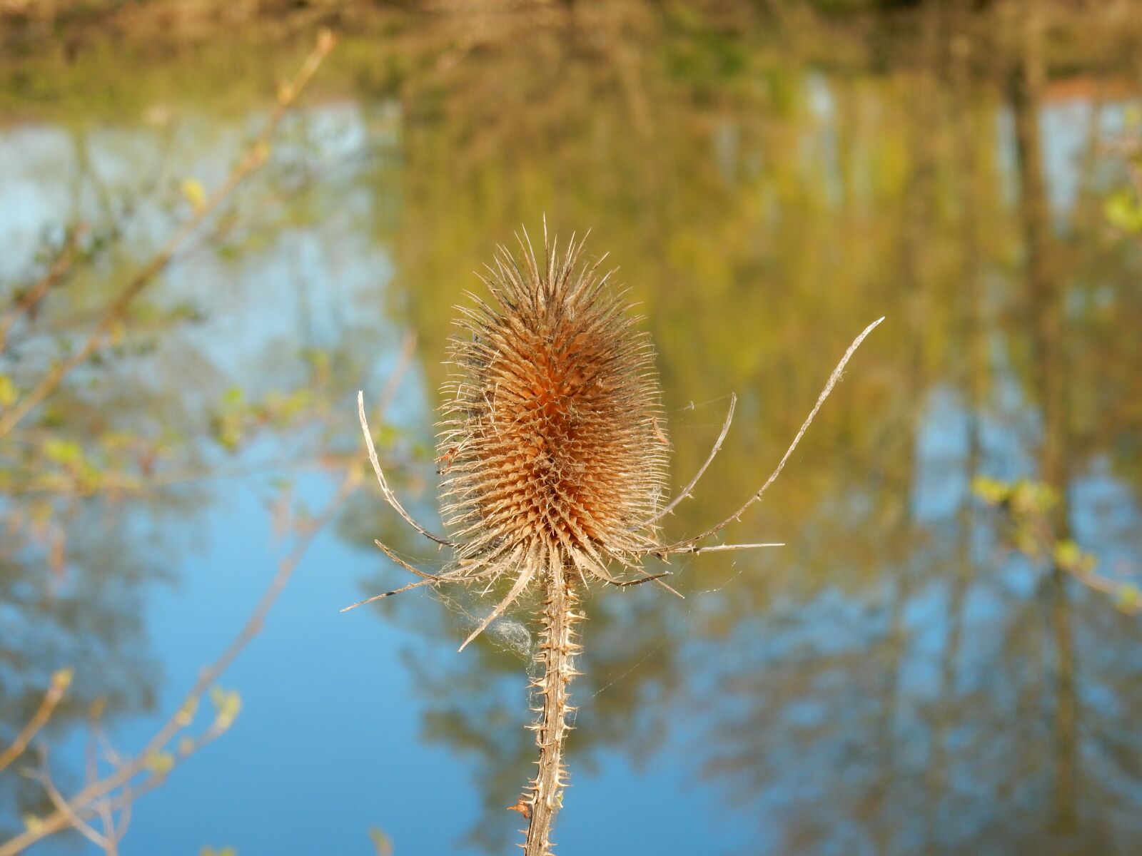 Nikon Coolpix S9900 sample photo. Thistle, of, river photography