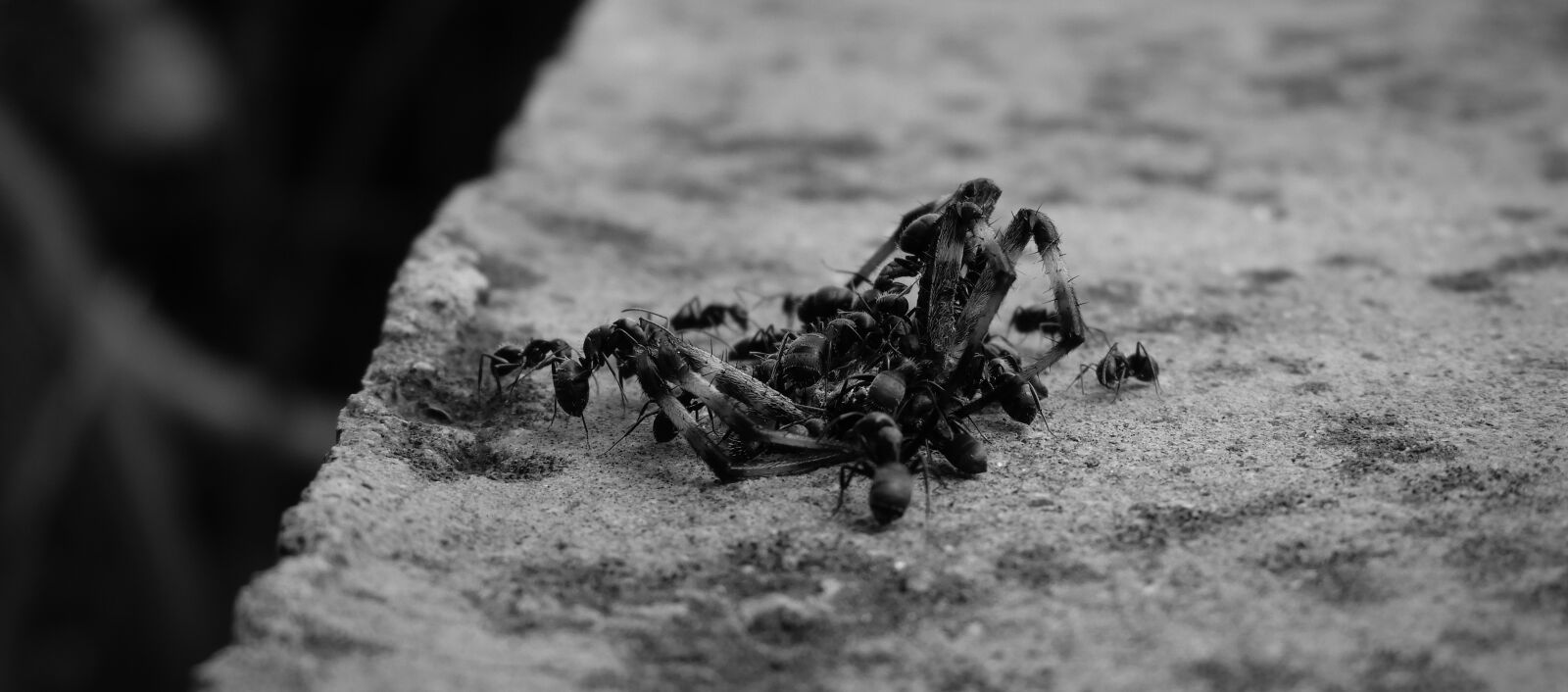 Nikon Coolpix B700 sample photo. Insects, macro spider, ants photography