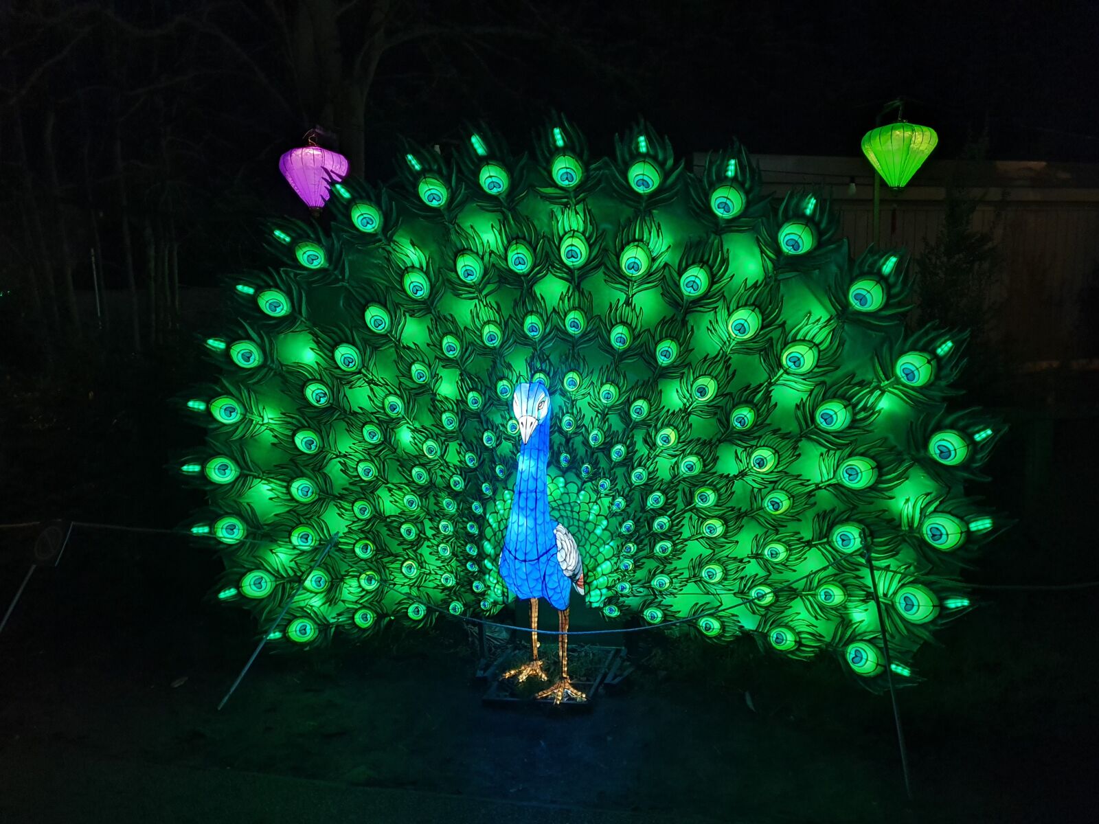 Samsung Galaxy S10+ sample photo. Dublin, zoo, wild lights photography