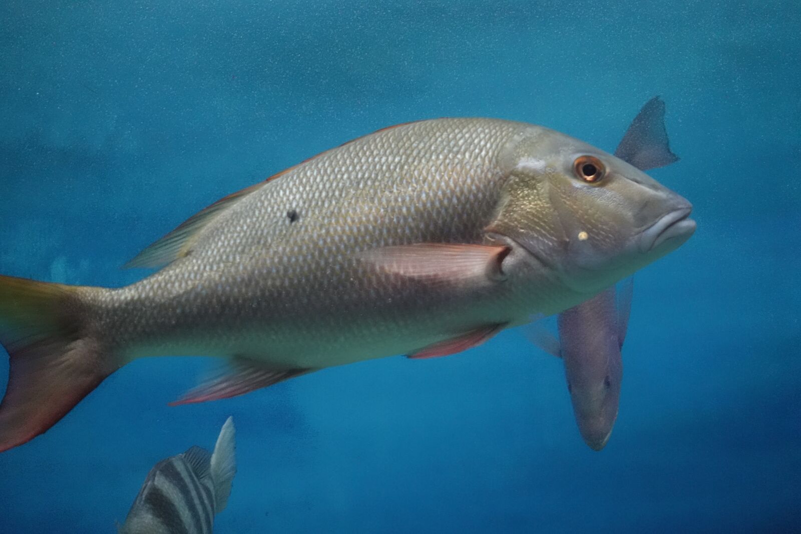Sony DSC-RX100M5A sample photo. Fish, sea, water photography
