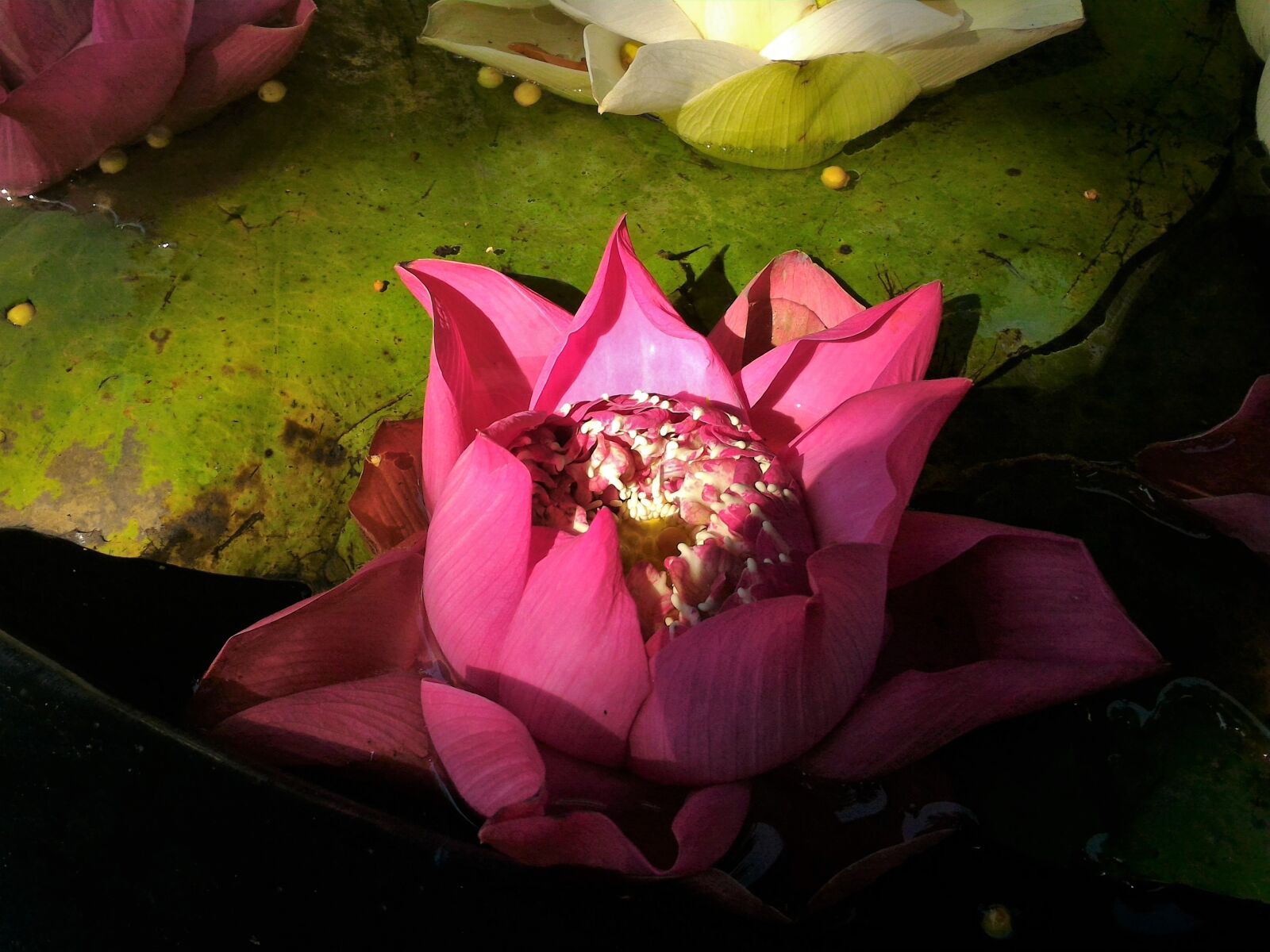 ASUS ZenFone 2 (ZE551ML) sample photo. Flowers, lotus, green photography
