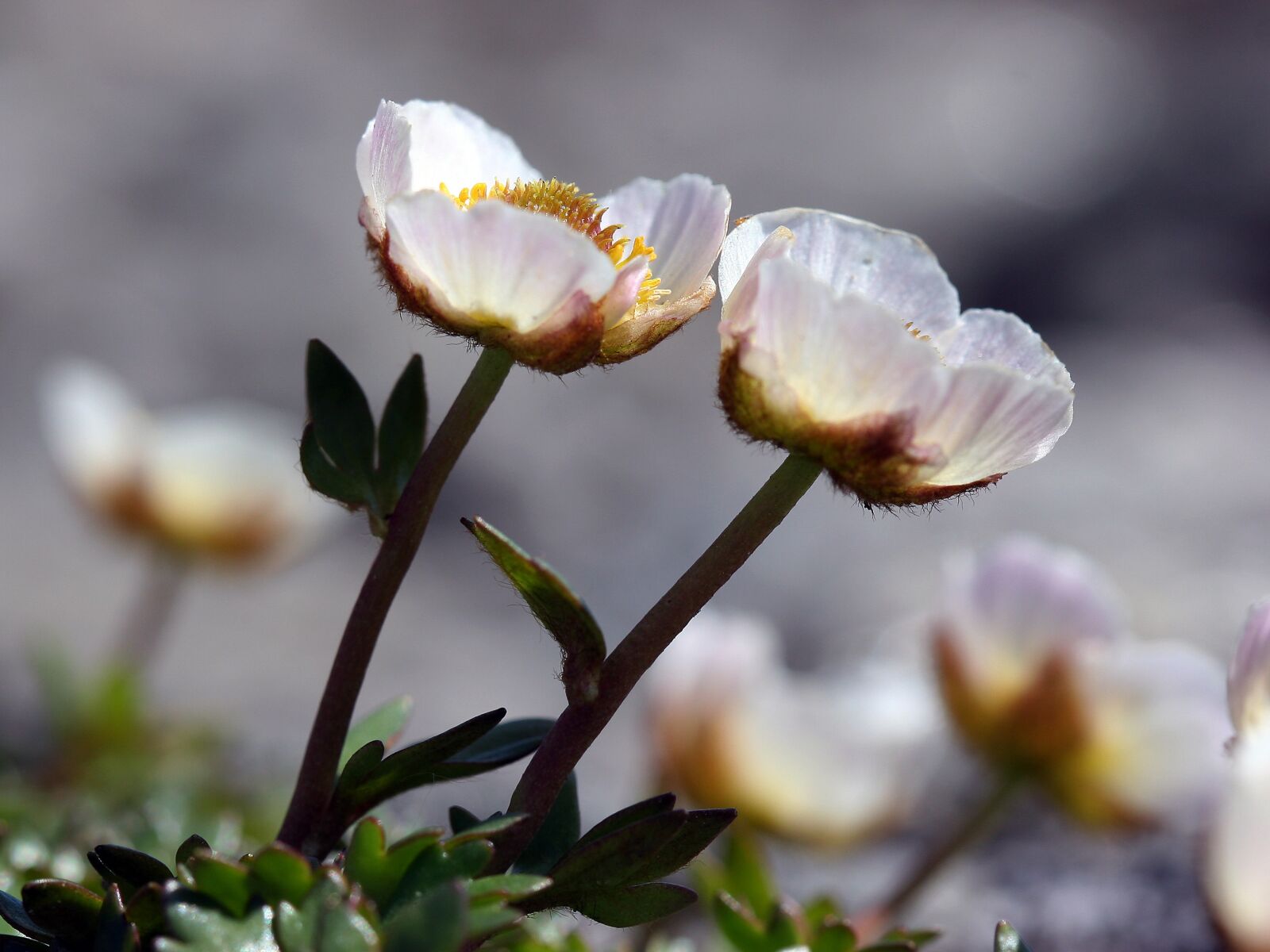 Canon EOS 20D sample photo. The nature of the photography