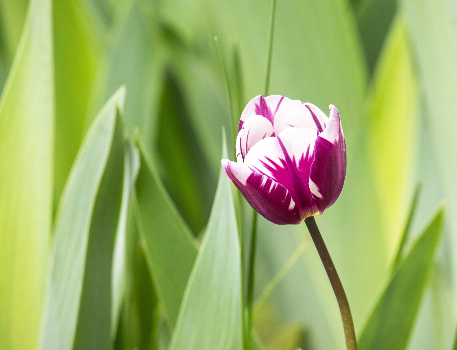 Canon EF-S 55-250mm F4-5.6 IS STM sample photo. Tulip, flower, plant photography