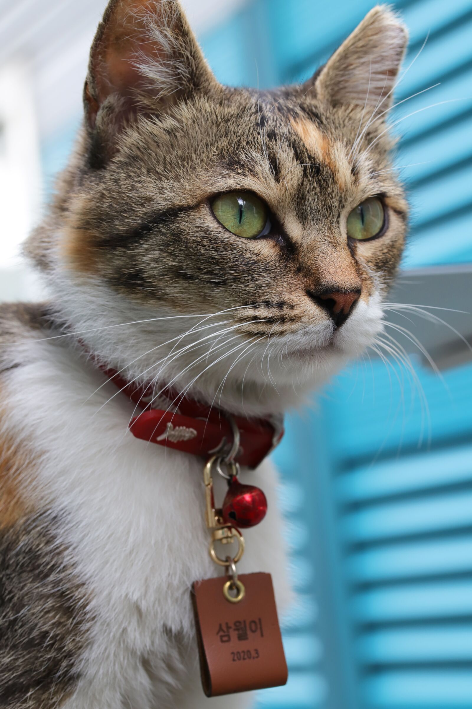Canon EOS 6D Mark II sample photo. Cat, street cat, gilnyangyi photography