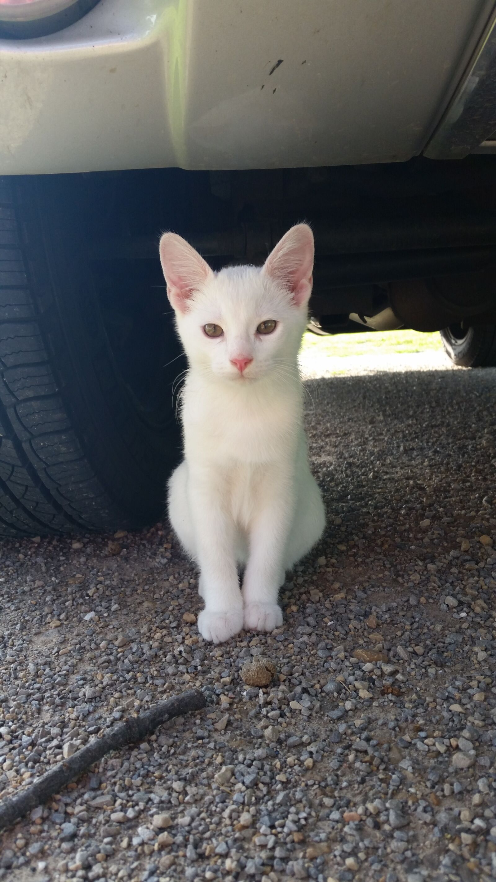 Samsung Galaxy S5 sample photo. Cat, kitten, kitty photography