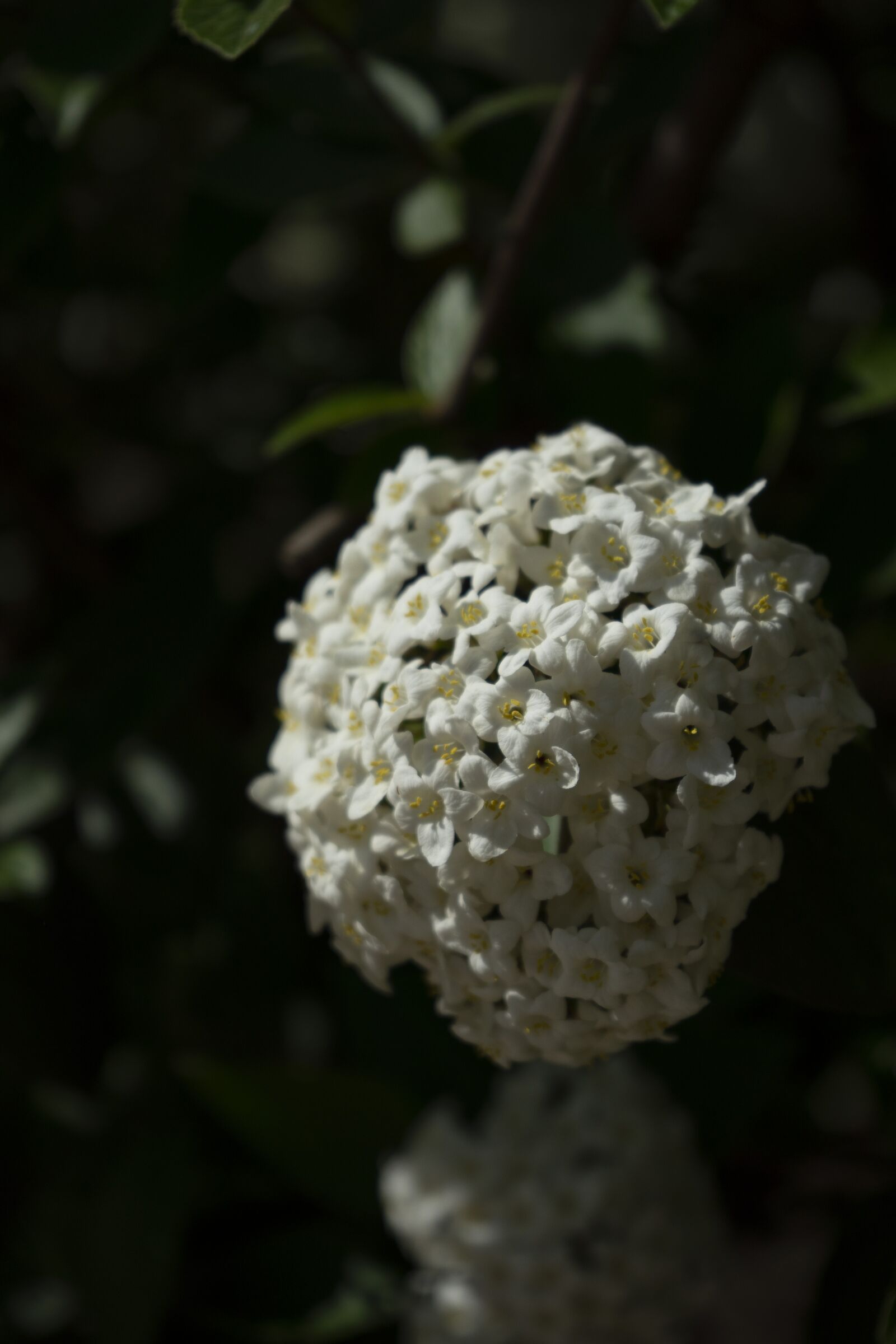 Sony a7 II + Sony FE 28-70mm F3.5-5.6 OSS sample photo. Flower, bush, white photography