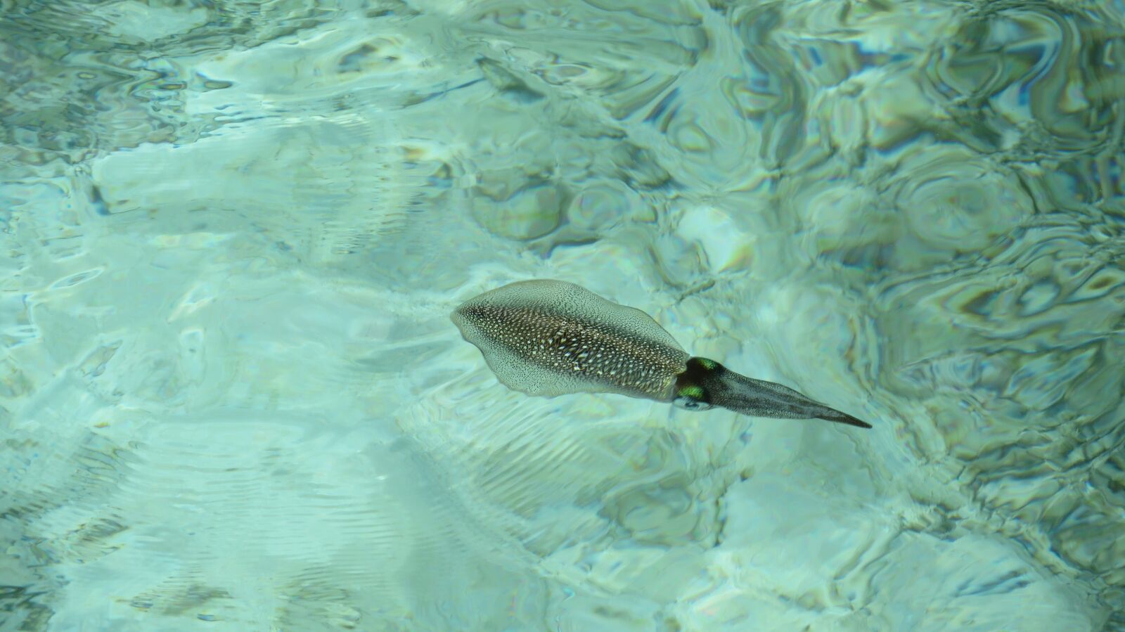 Canon PowerShot SX280 HS sample photo. Jelly fish, fish, ocean photography