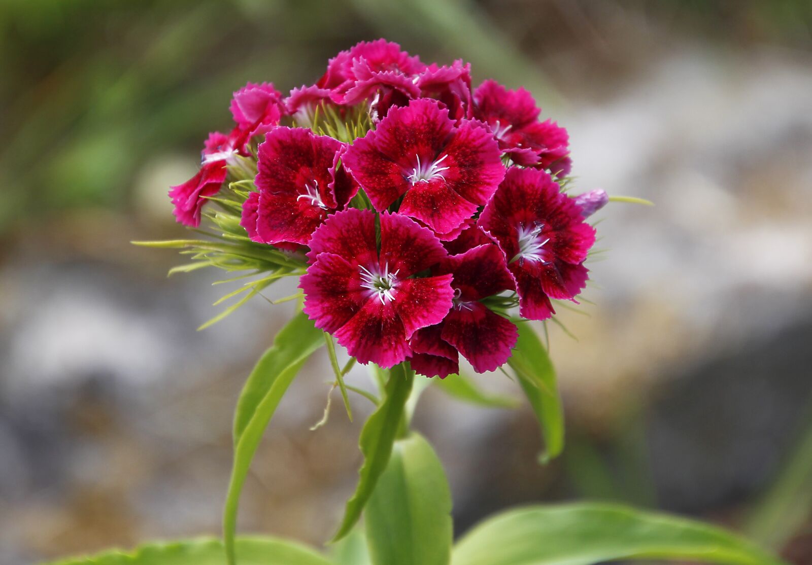 Tamron 18-400mm F3.5-6.3 Di II VC HLD sample photo. Dianthus barbatus, barth elke photography