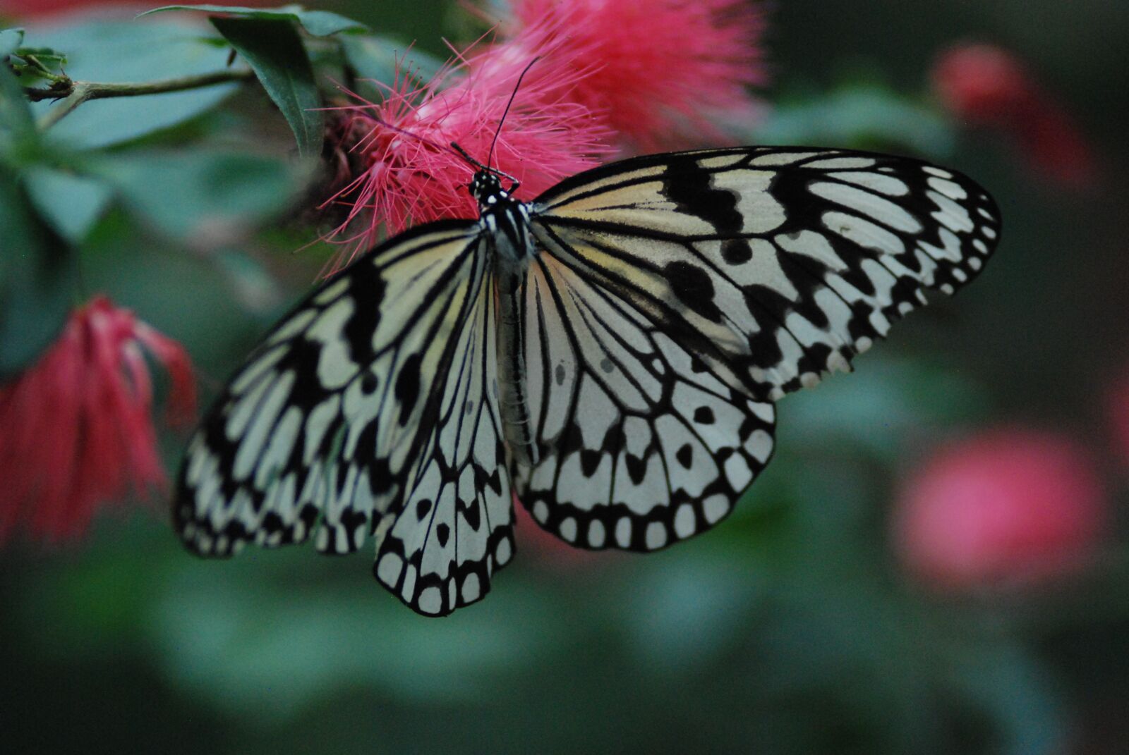 Nikon D80 sample photo. Butterfly, feeding, thistles photography
