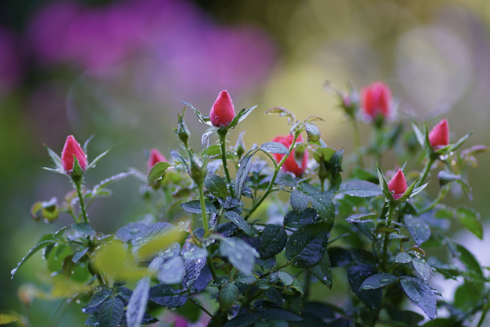 Sony FE 85mm F1.8 sample photo. Rose, flower, petals photography