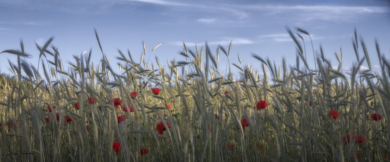 Canon EOS 7D sample photo. Nature, field, grass photography