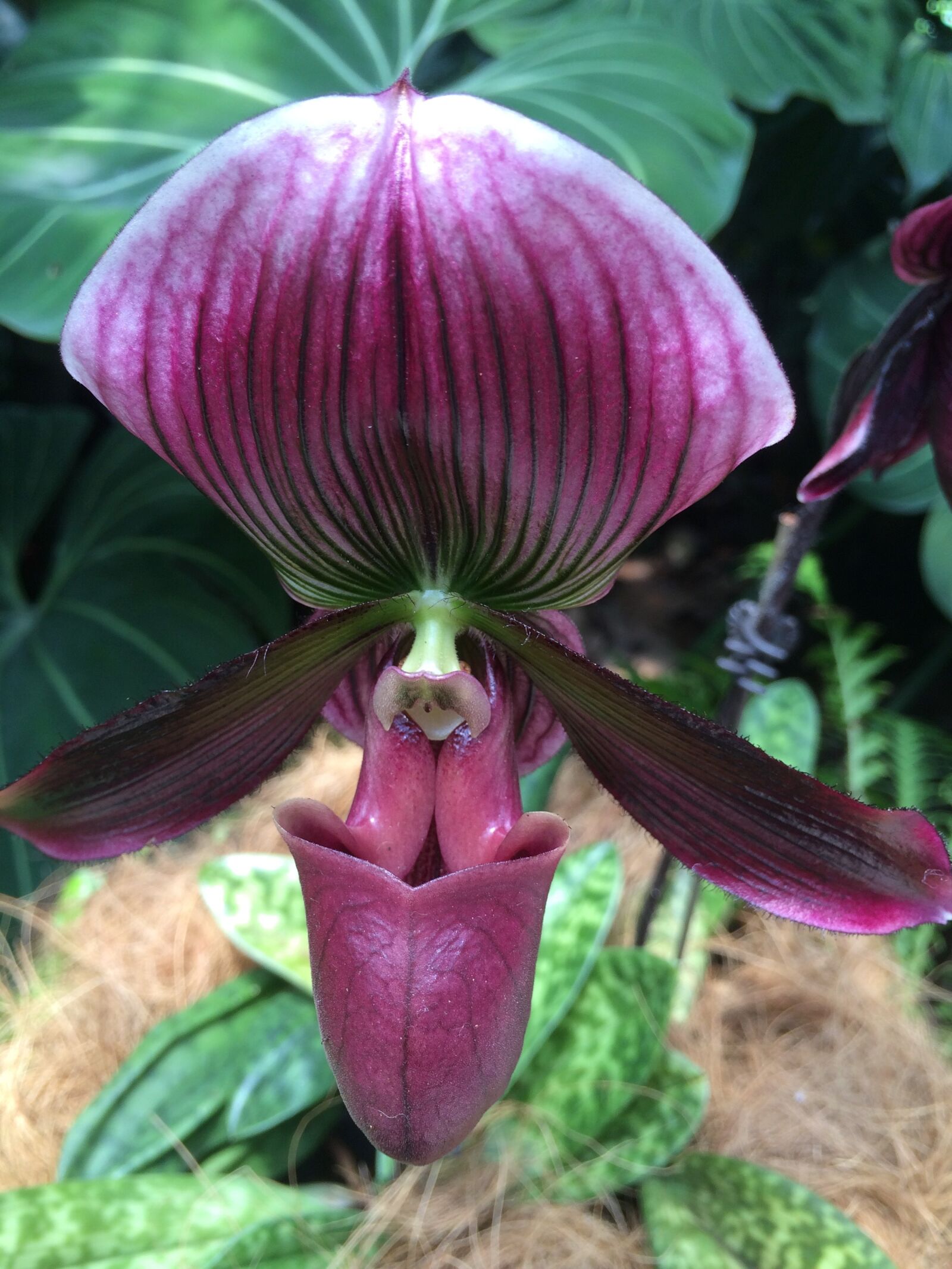 iPhone 5s back camera 4.15mm f/2.2 sample photo. Orchid, purple, singapore photography