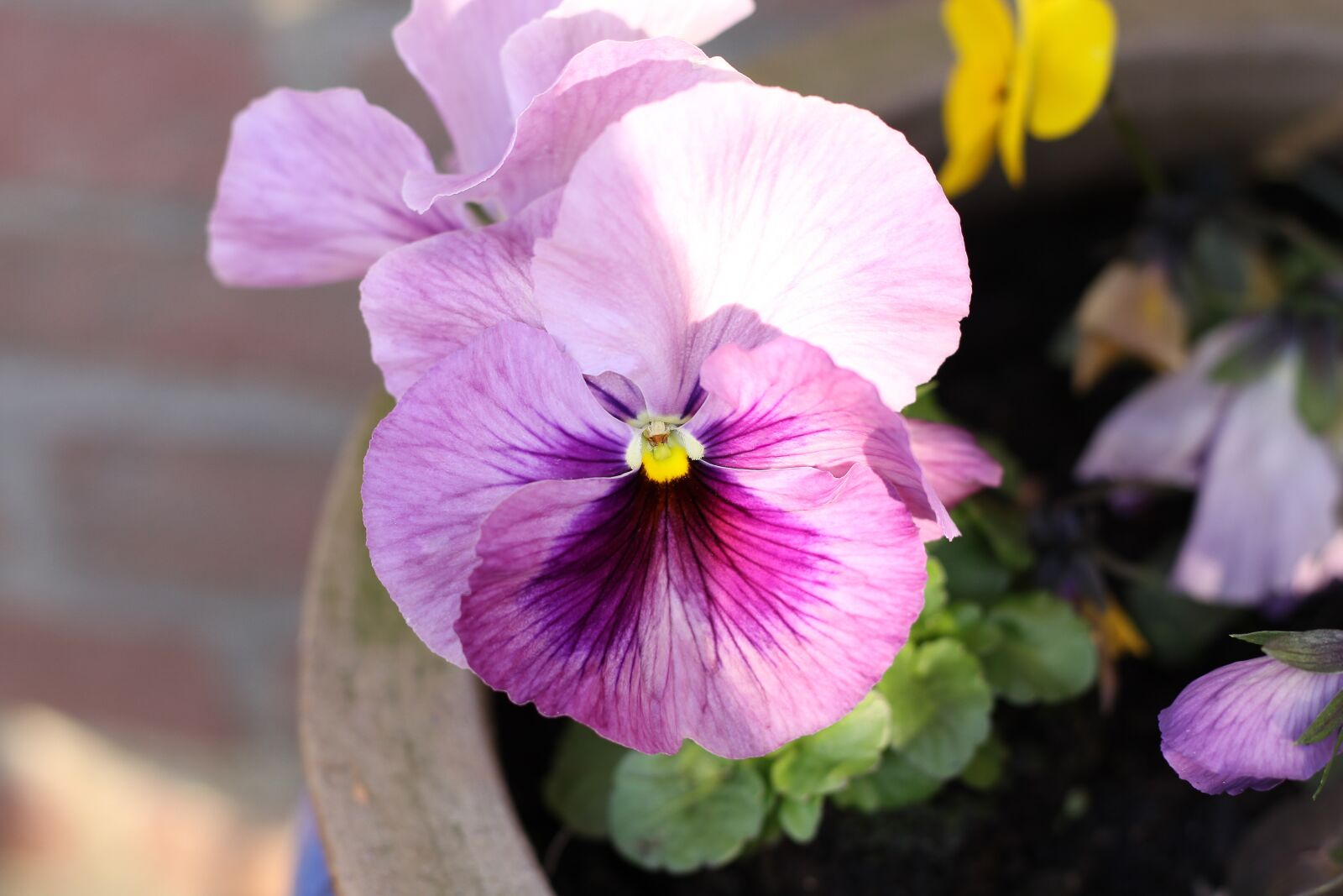 Canon EOS 50D sample photo. Pansy, flower, blossom photography