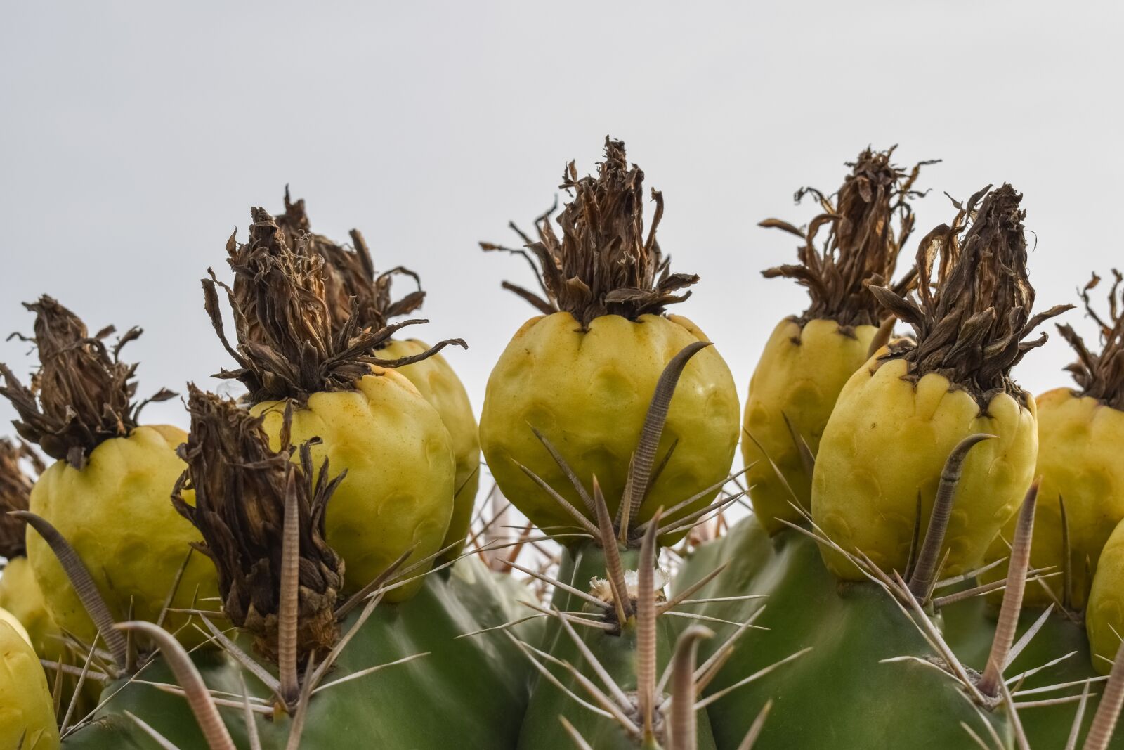 Nikon D3300 sample photo. Cactus, fruit, flower photography