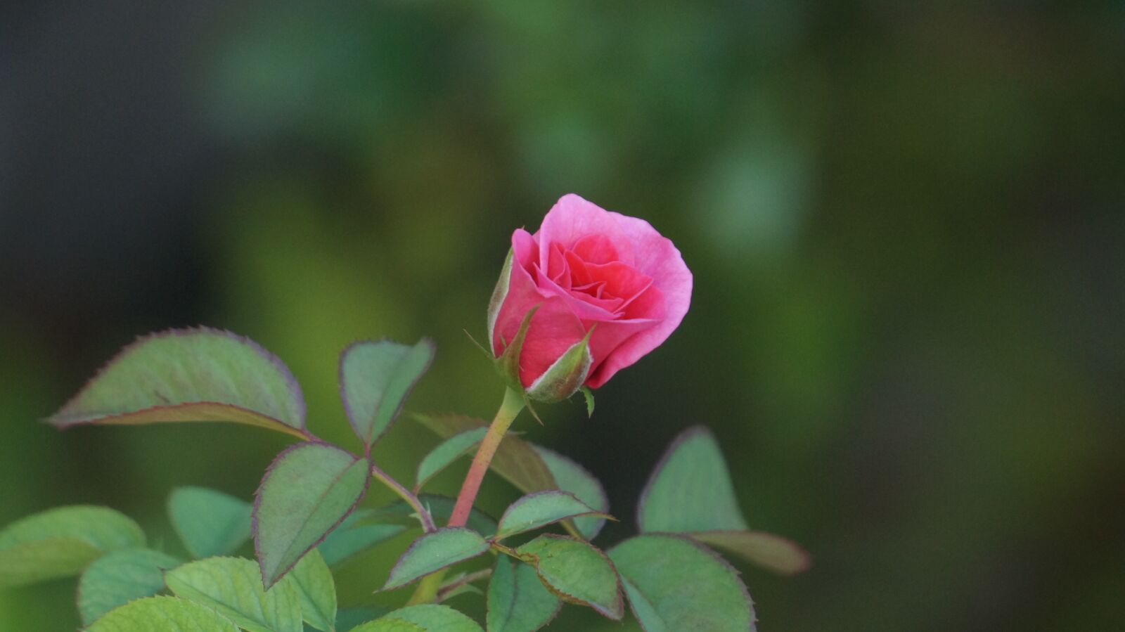 Sony E 18-200mm F3.5-6.3 OSS sample photo. Rose, flower, weak photography