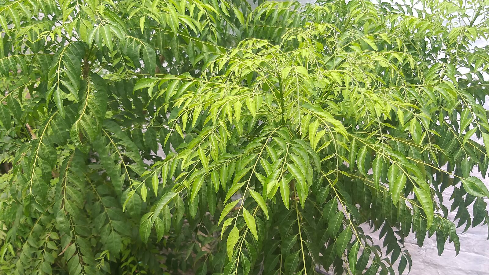 Samsung Galaxy J8 sample photo. Nature, plants, greenery photography