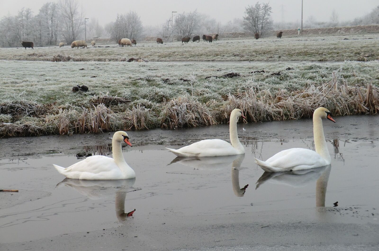 CASIO EX-H5 sample photo. Swans, ditch, frozen photography