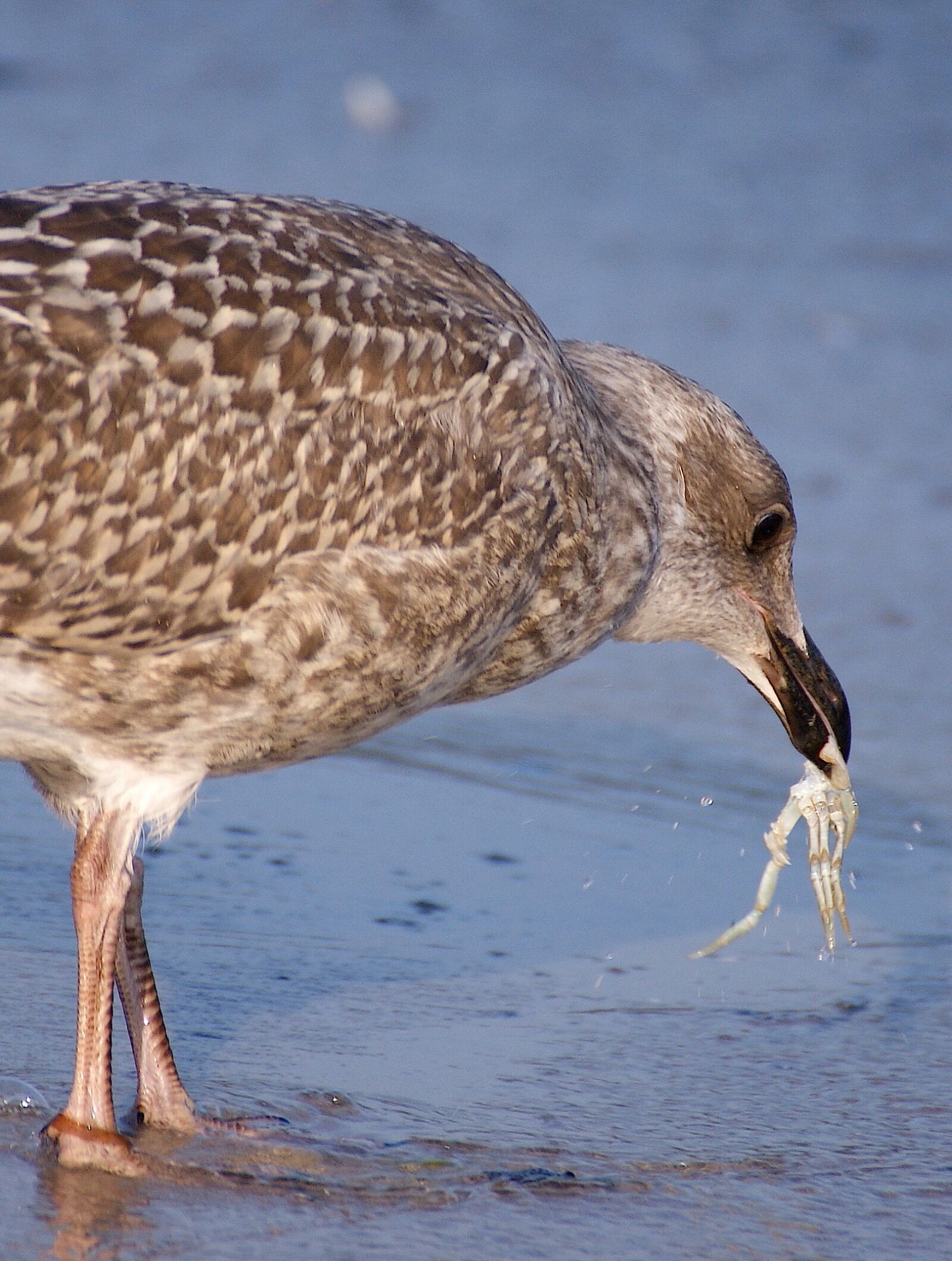 Sony Alpha DSLR-A350 sample photo. Gull, young bird, fishing photography