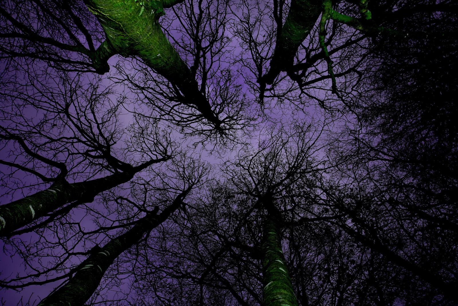 Canon EOS 5D sample photo. Forest, canopy, nature photography