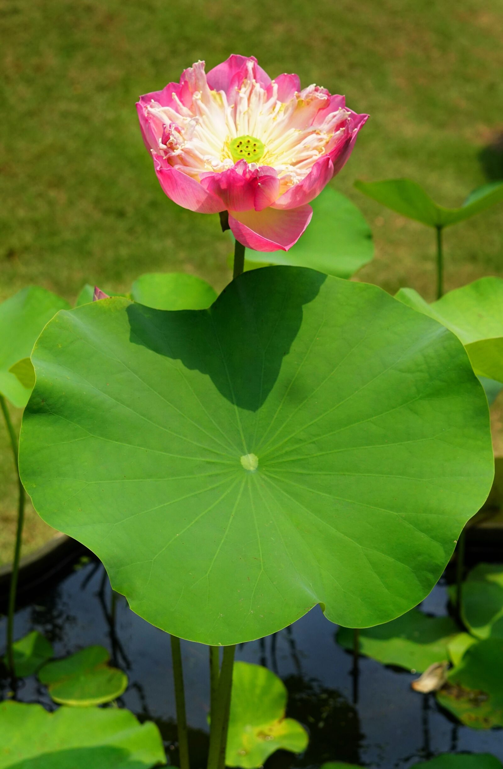 Sony a6300 sample photo. Indian lotus, pink, open photography