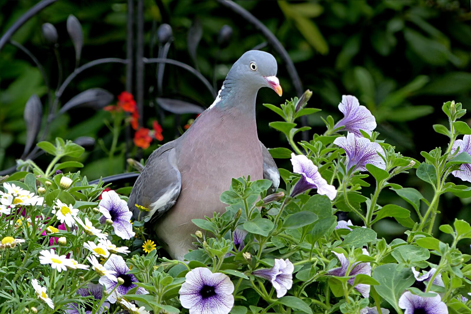Panasonic Lumix DMC-FZ200 sample photo. Bird, dove, ringdove photography