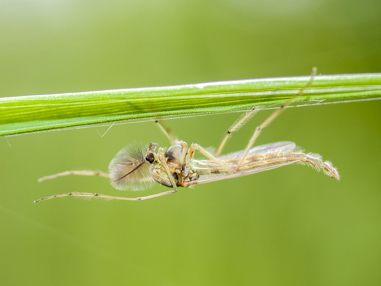 Olympus E-520 (EVOLT E-520) + OLYMPUS 35mm Lens sample photo. Chironomid, mosquito, insect photography