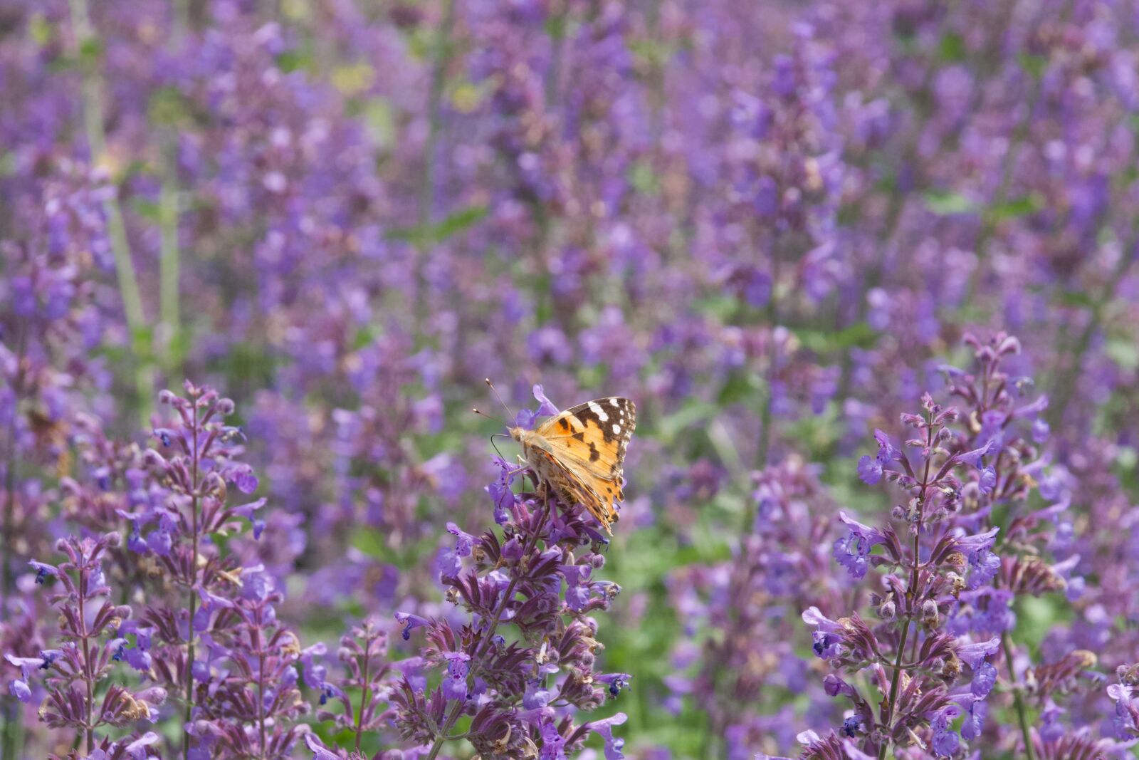 Nikon D7500 sample photo. Butterfly, flowers, meadow photography
