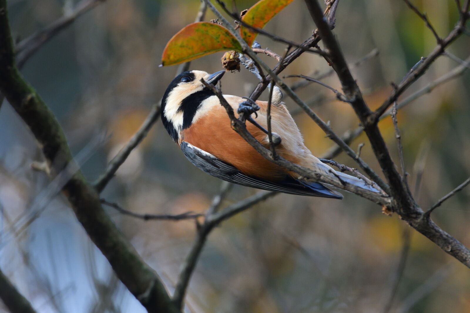 Nikon D500 sample photo. Bird, wild animals, natural photography