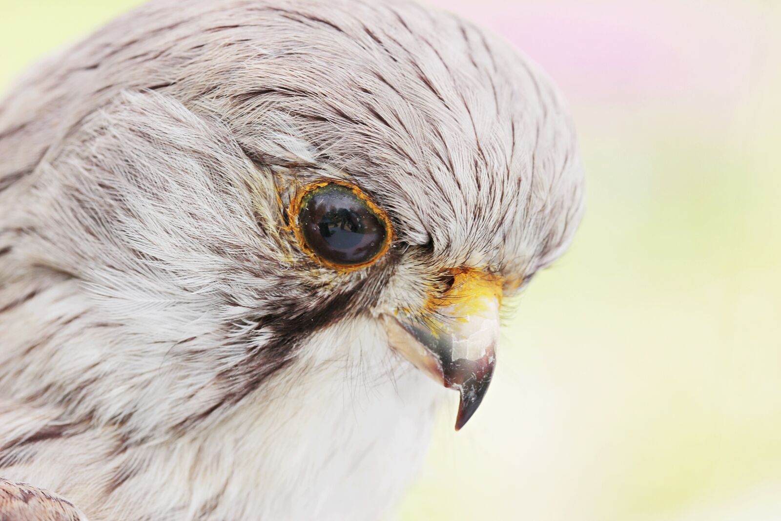 Canon EOS 100D (EOS Rebel SL1 / EOS Kiss X7) sample photo. Falcon, bird, stuffed photography