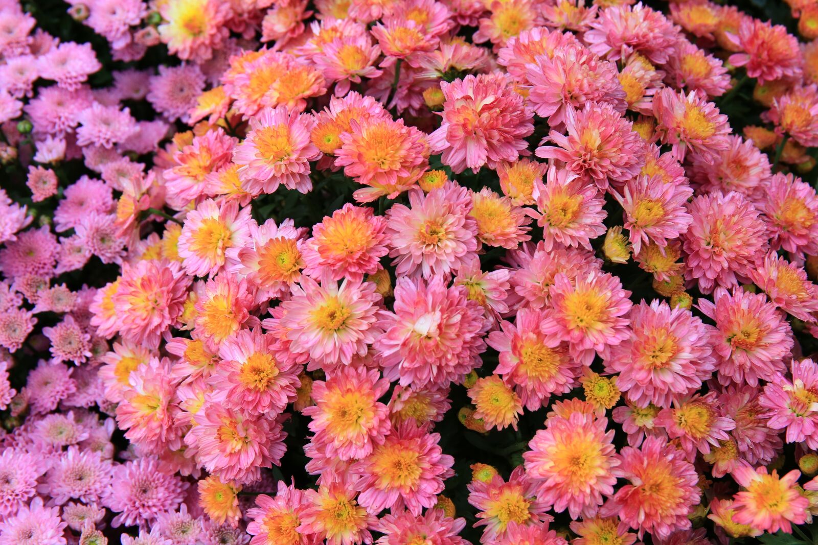 Canon EF 24-70mm F4L IS USM sample photo. Flower, nature, plant photography