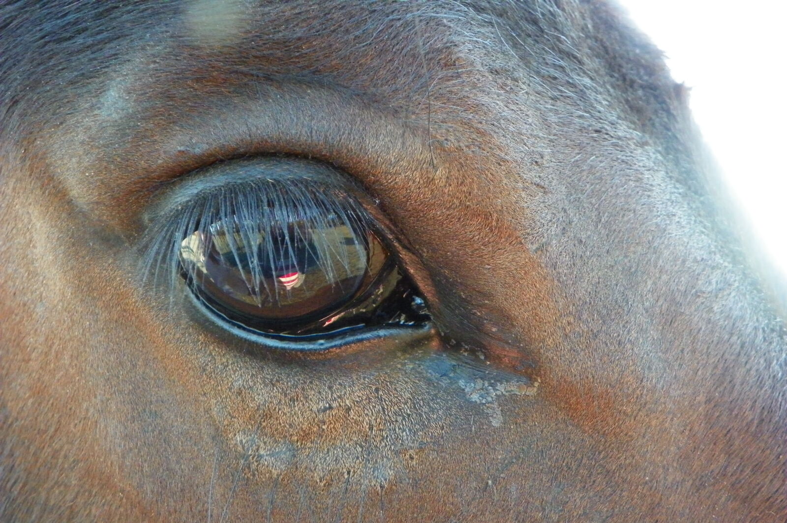 Kodak EasyShare Z981 sample photo. Animal, horse, canada, likeitup photography