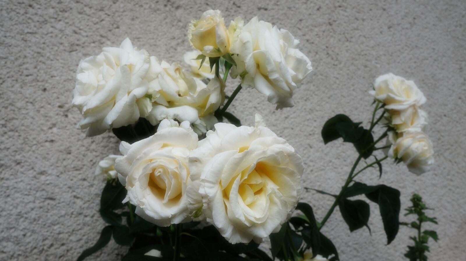 Sony Alpha a3000 sample photo. Nature, flowers, roses photography
