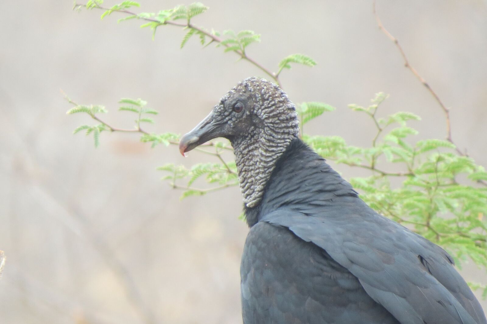 Canon PowerShot SX50 HS sample photo. Black head vulture, vulture photography