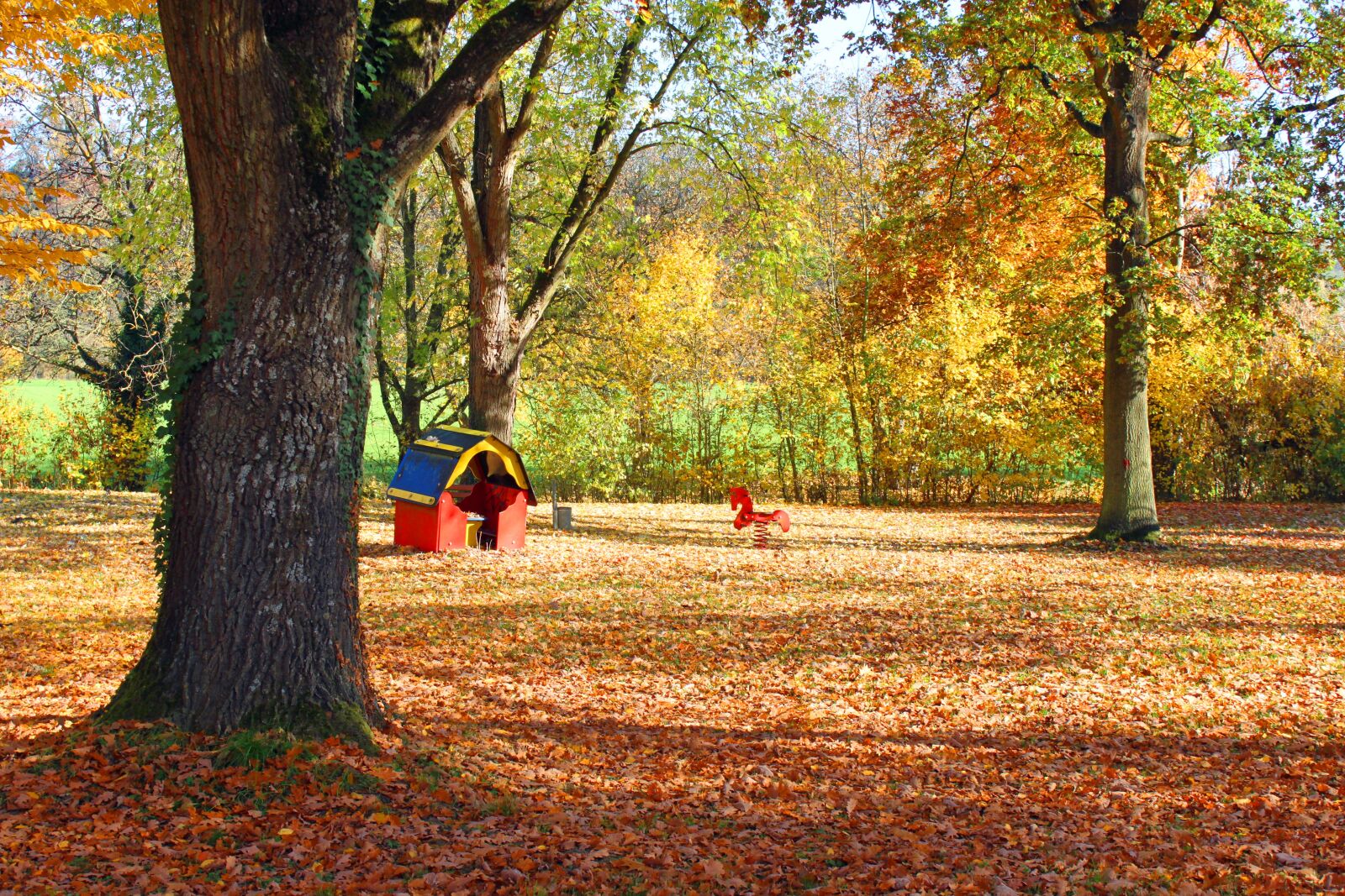 Canon EOS 500D (EOS Rebel T1i / EOS Kiss X3) sample photo. Autumn, leaves, forest photography