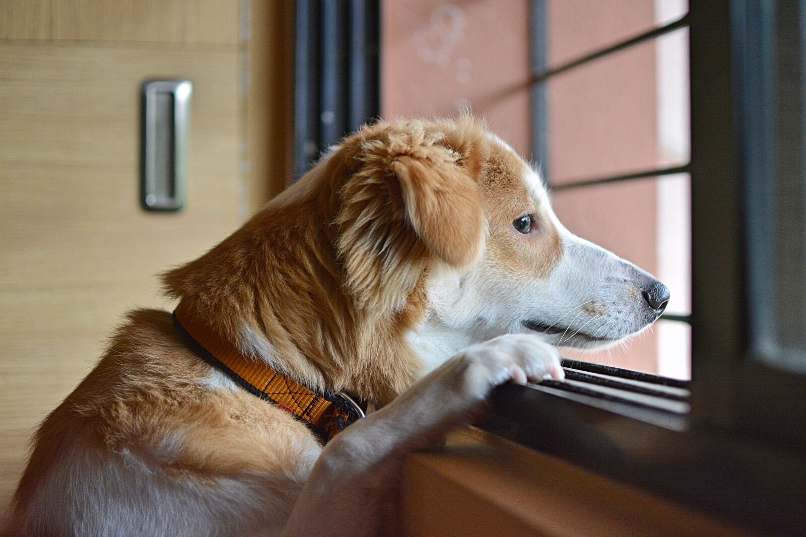 Nikon D5200 sample photo. Sad, dog, animal photography