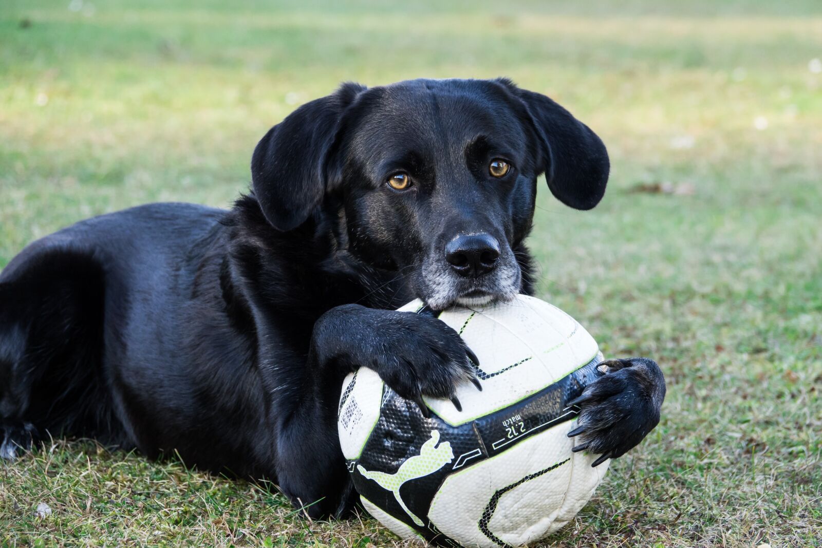 Sony Cyber-shot DSC-RX10 III sample photo. Dog, ball, sweet photography