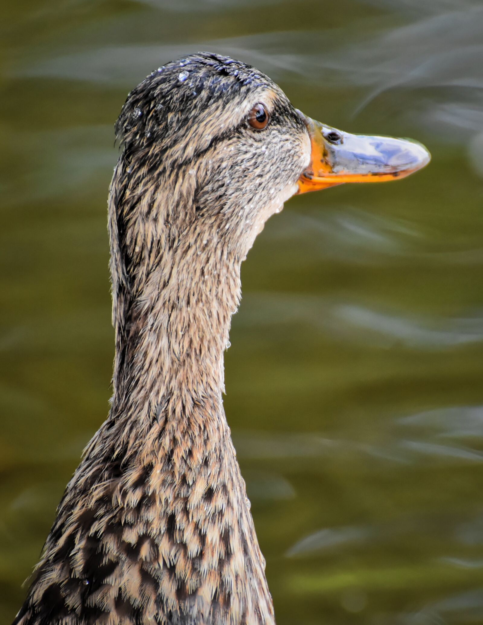 Nikon D7200 sample photo. Mallard, poultry, bird photography
