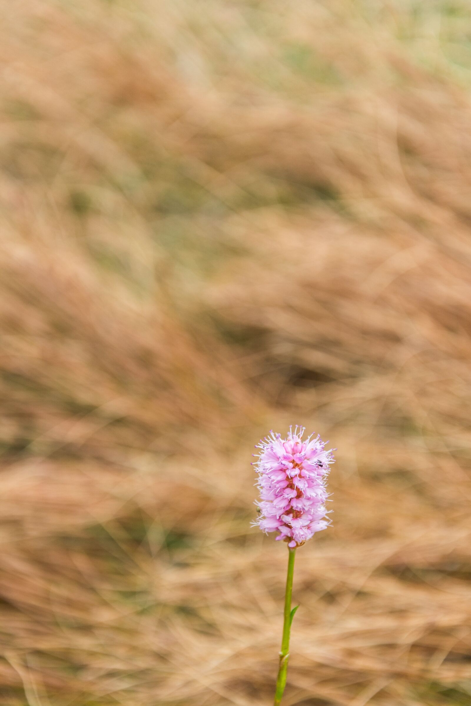Nikon D3100 sample photo. Flower, pink, grass photography