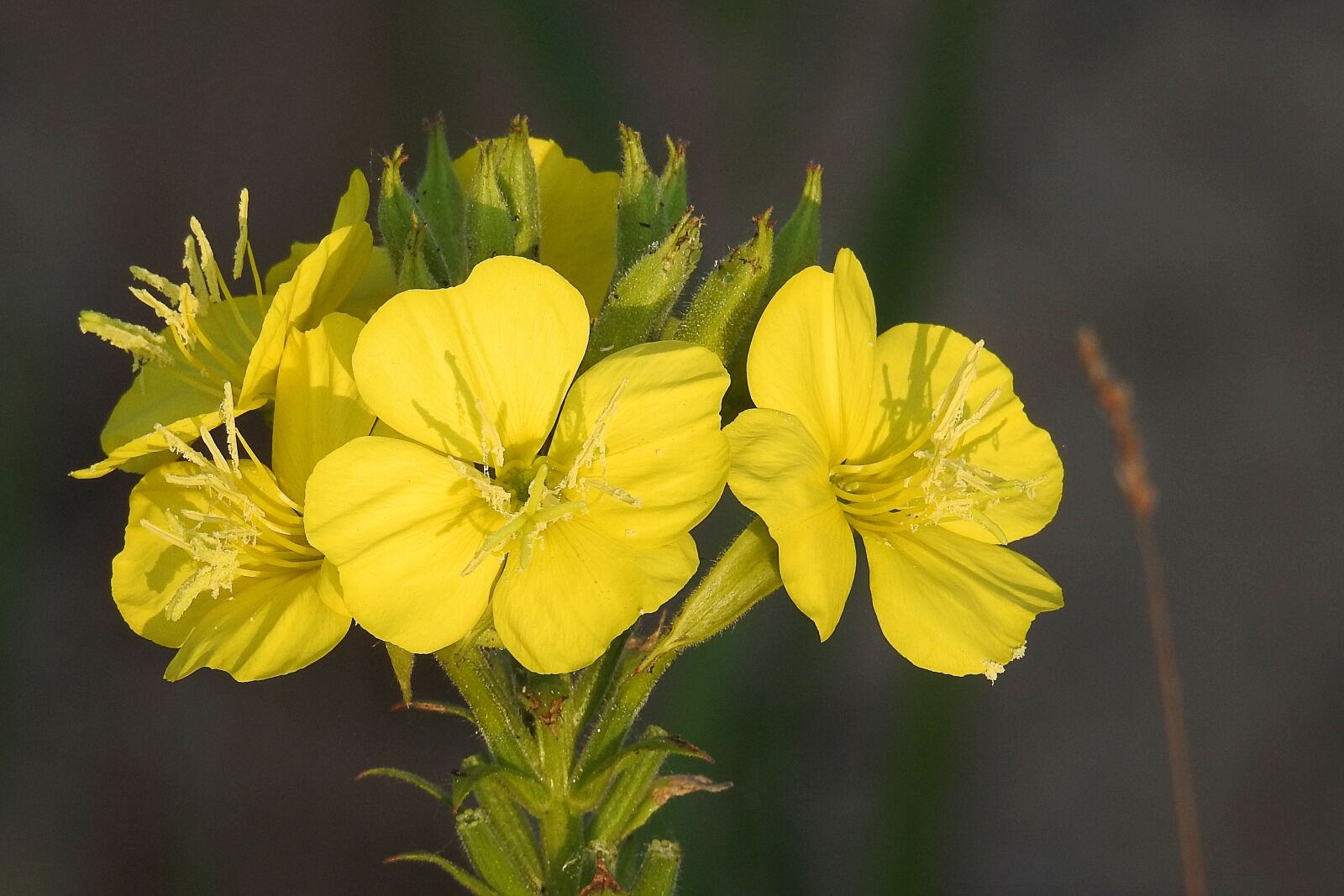 Nikon Coolpix P900 sample photo. Pink evening primrose, wild photography