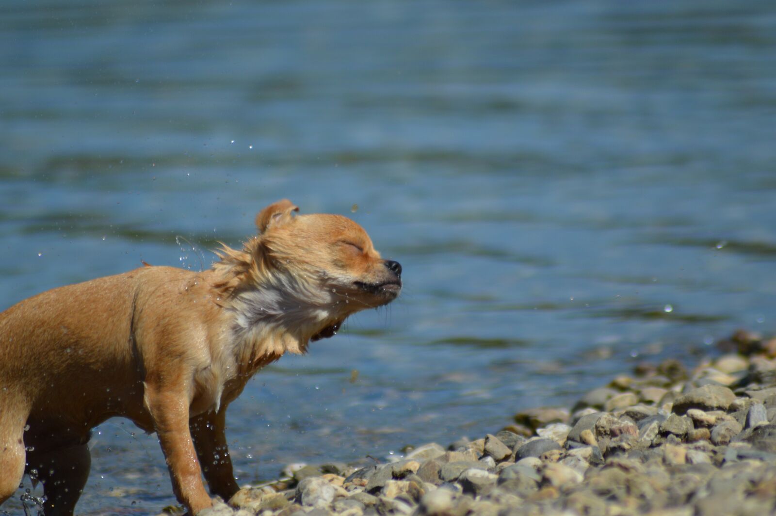 Nikon D3200 sample photo. Chihuahua, dog, water photography