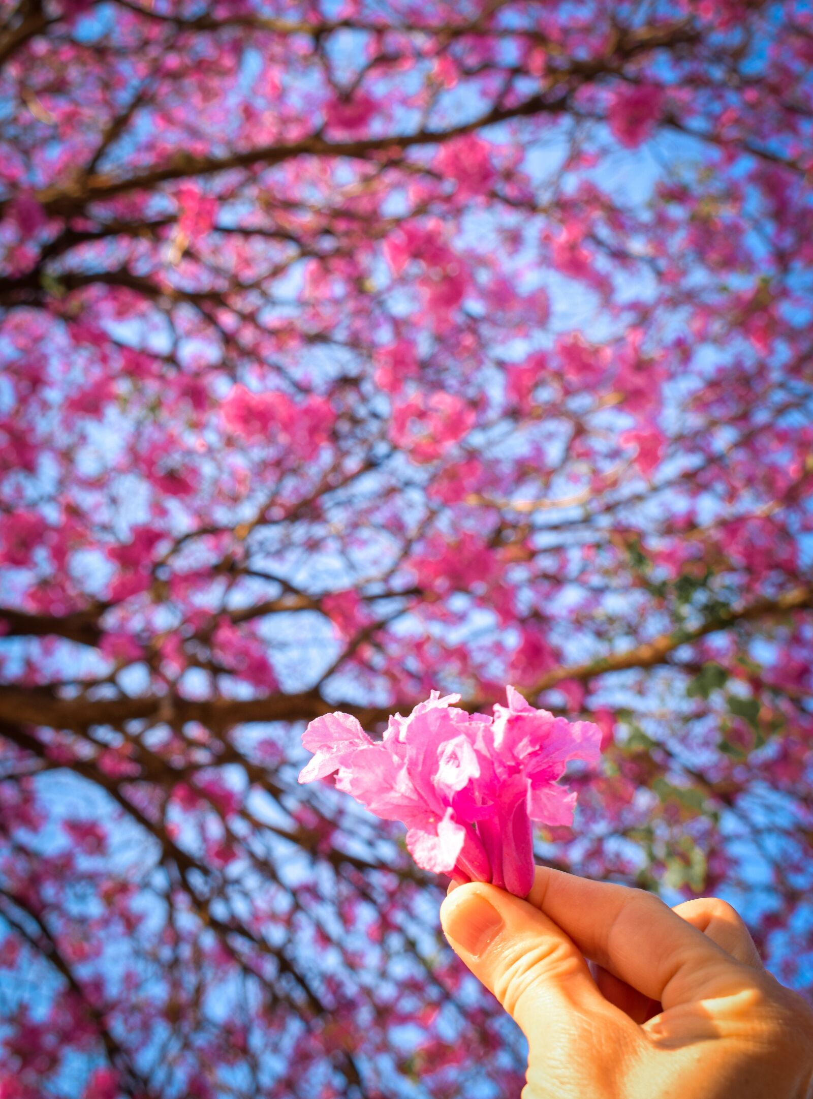 Nikon D5300 sample photo. Spring, spring time, flower photography