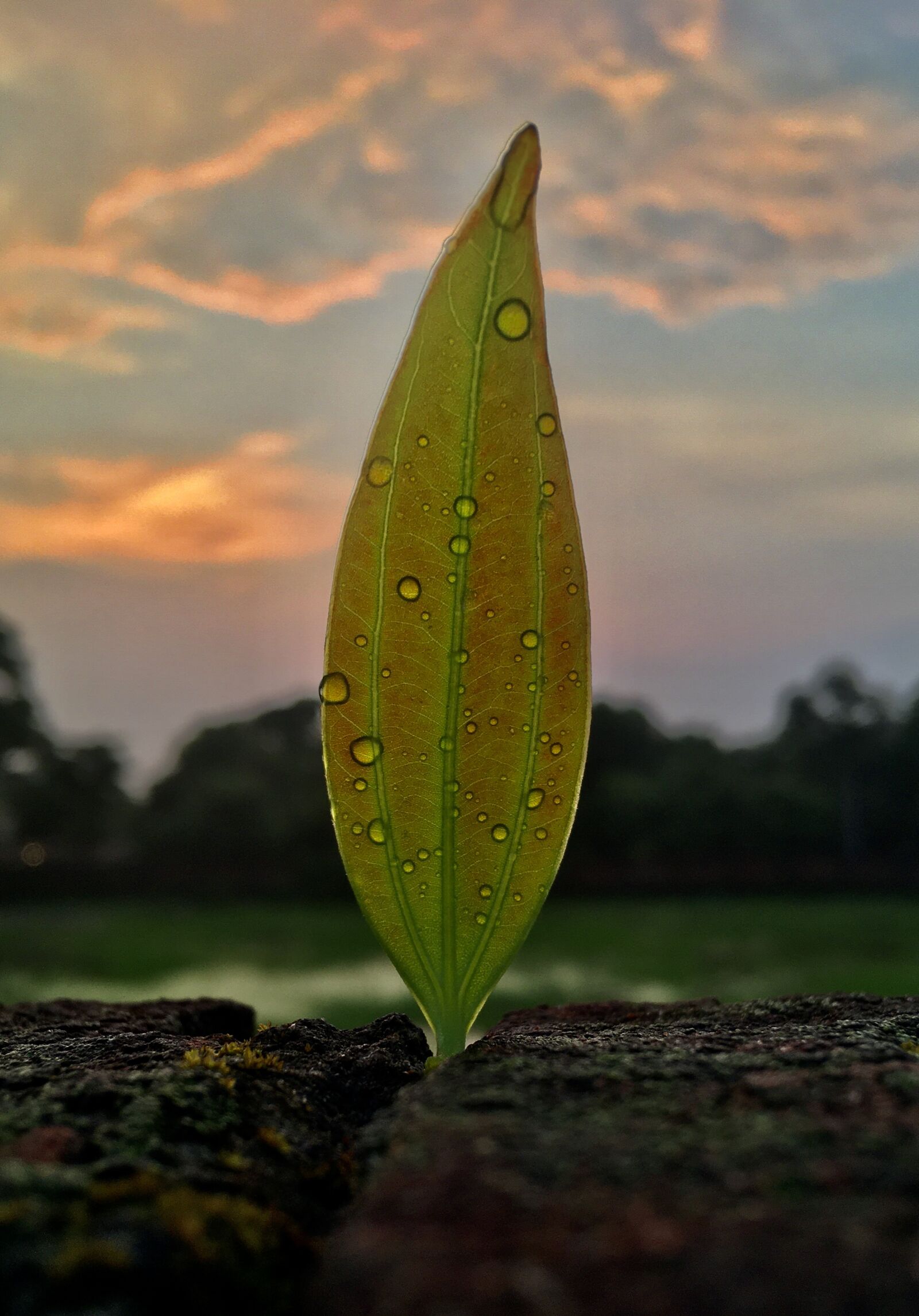 Apple iPhone SE (1st generation) sample photo. Leaf, drops, rain photography