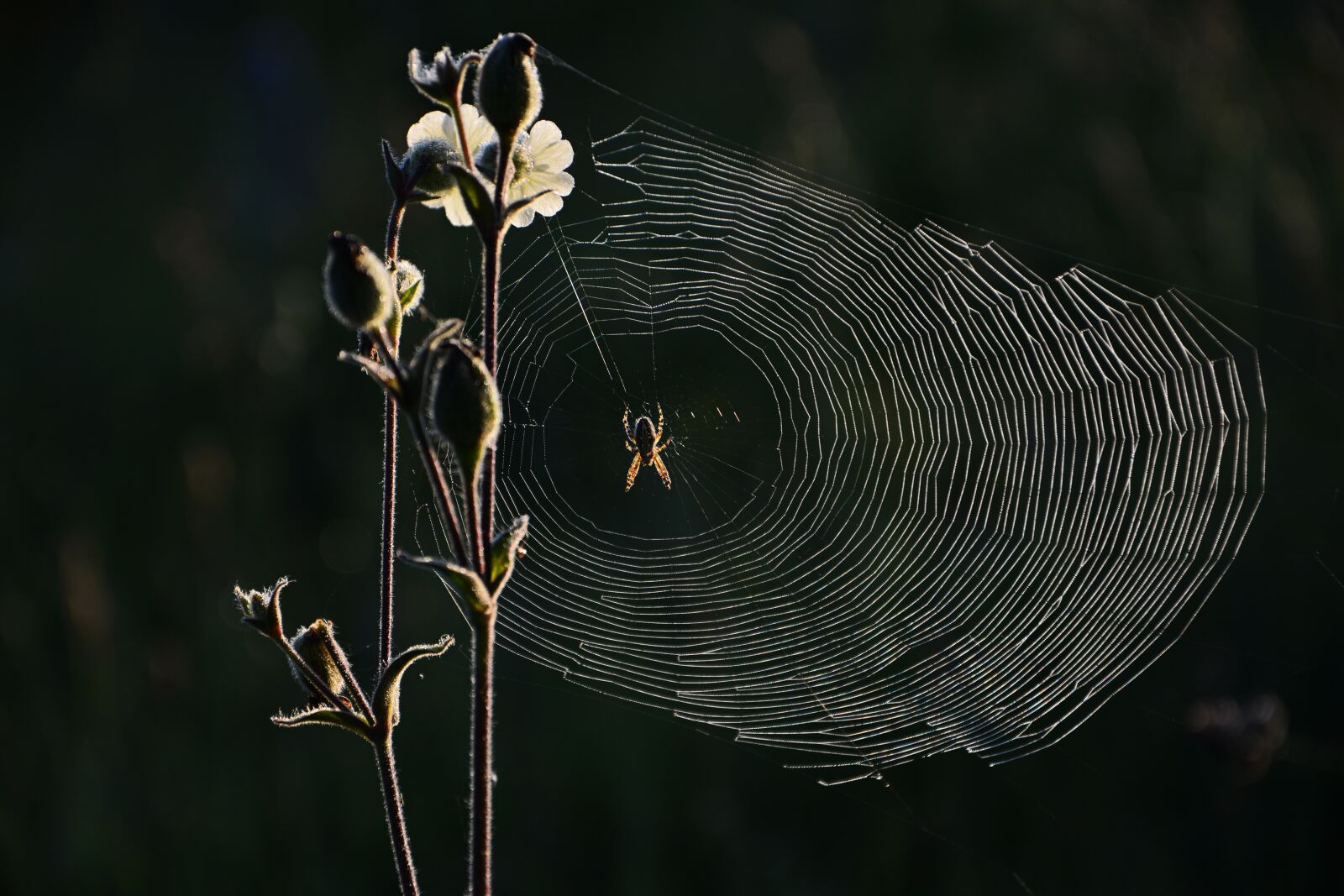 Nikon D7100 sample photo. Spider, web, nature photography