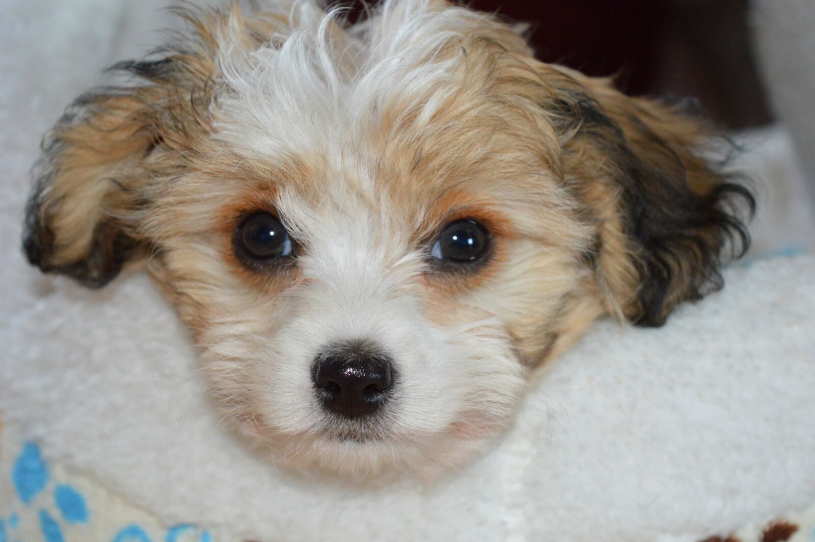 Nikon D3200 sample photo. Dog, puppy, bolonka zwetna photography