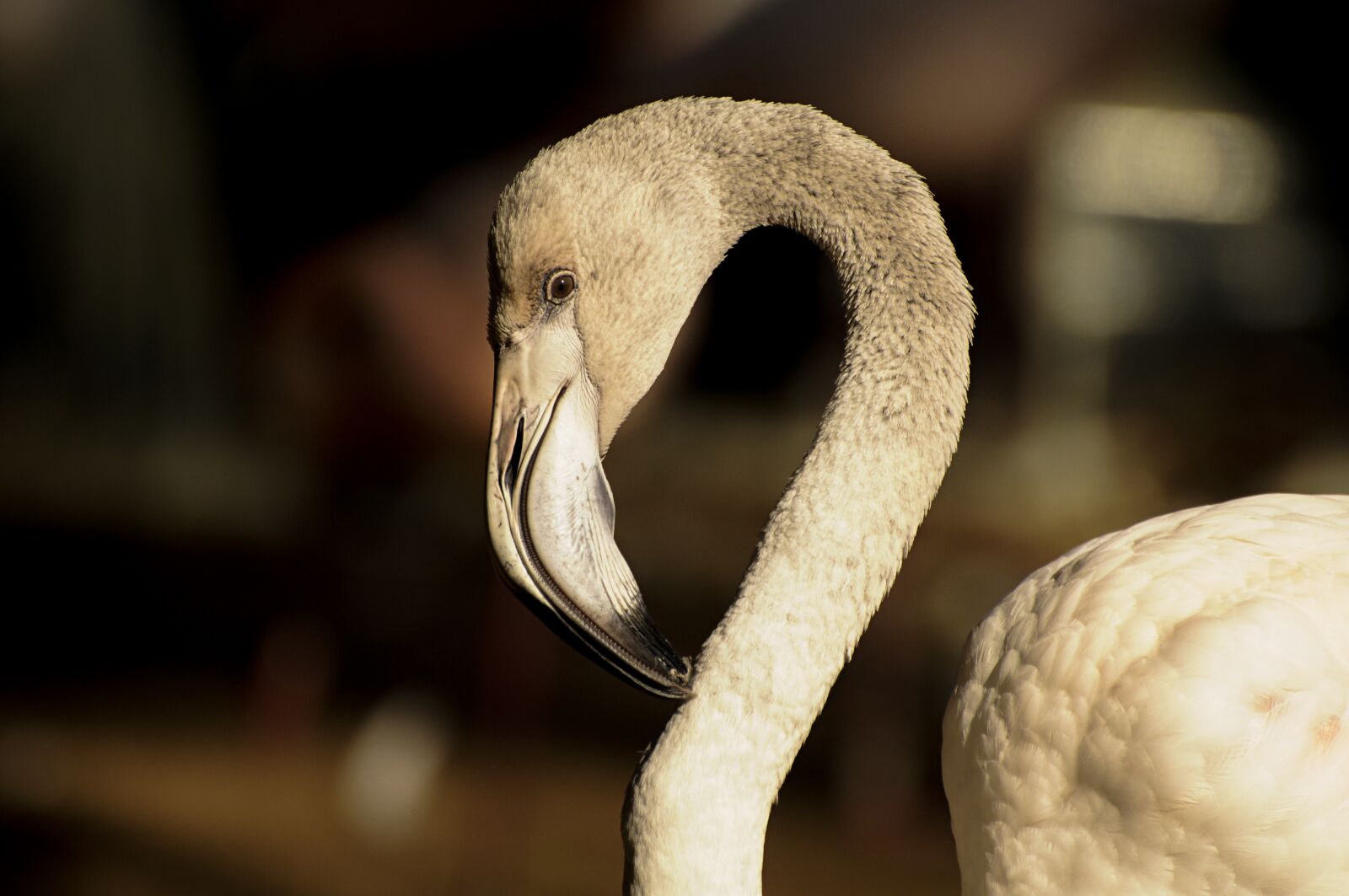 Nikon D300S sample photo. Flamingo, grey, birds photography
